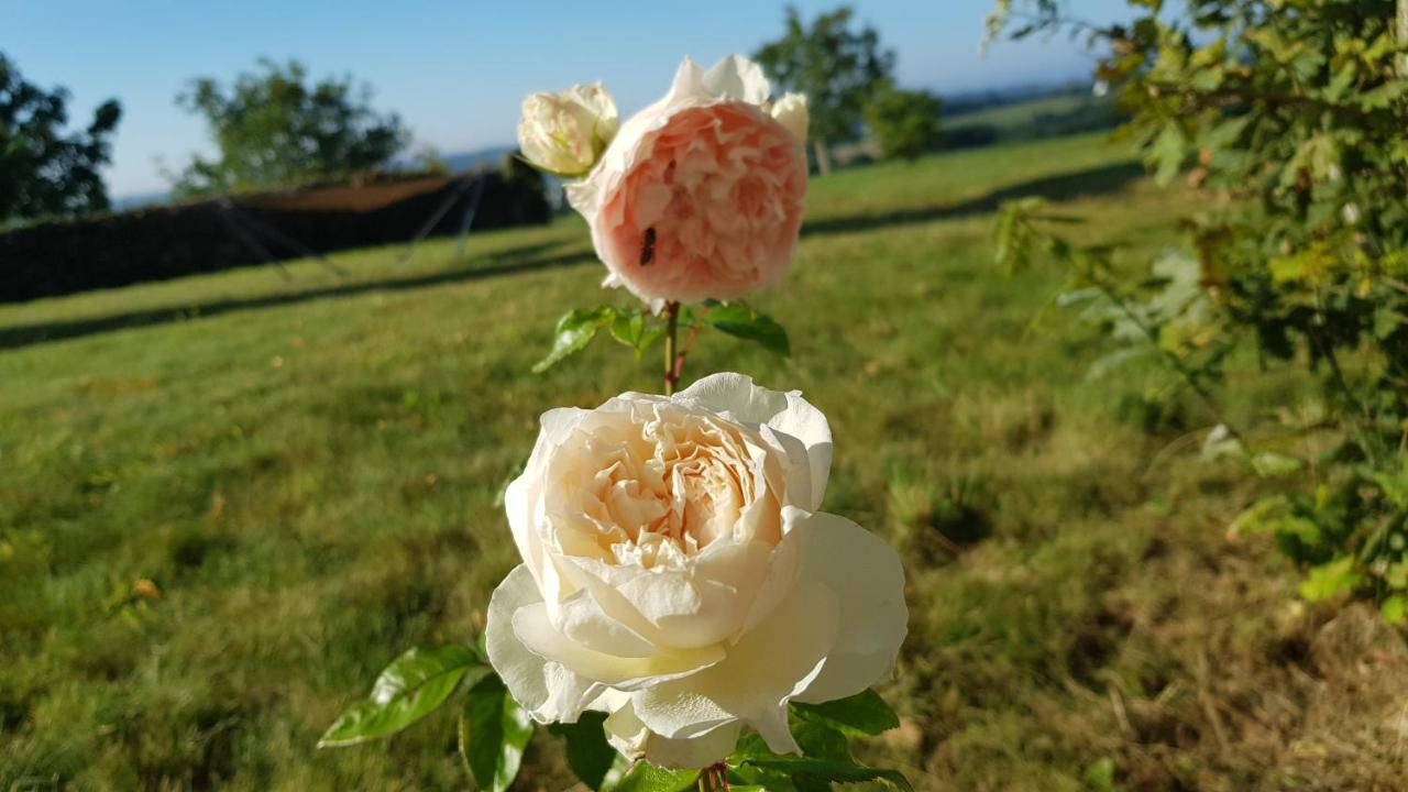 Belle Visnonia B&B Gluten Free & Traditional Béganne Exteriér fotografie